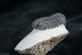 Very Detailed Phacops Trilobite #7815-1